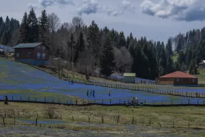 - Trabzon'un Tonya ilçesine bağlı yaylayı her yıl nisanda adeta