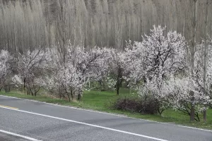 KARS (AA) – Kars'ın Kağızman ilçesinde yetiştirilen ve endemik türler