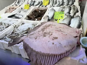 ORDU (AA) – Ordu'da balıkçılar tarafından avlanan 15 kilogramlık kalkan,