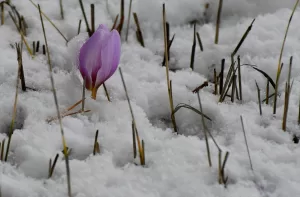 ARDAHAN (AA) – Ardahan, Tunceli ve Kars'ın yüksek kesimlerinde ilkbaharda