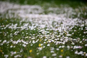 KIRKLARELİ (AA) – Kırklareli'nin Istranca Dağları etekleri ilkbaharda açan çiçeklerle