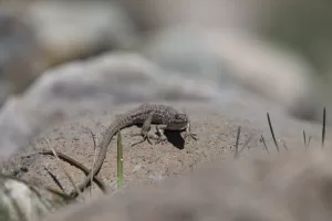 TUNCELİ (AA) – Tunceli'de baharın gelişiyle kış uykusundan uyanan tarla