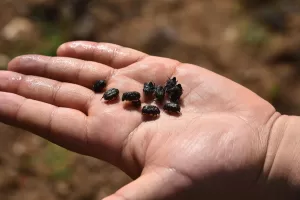 KIRIKKALE (AA) – Kırıkkale'nin Bahşılı ilçesinde bir üretici, hem meyve