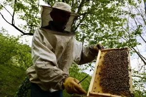SAKARYA (AA) – Sakarya'nın Kocaali ilçesinde, coğrafi işaretli "Çamdağı Kestane