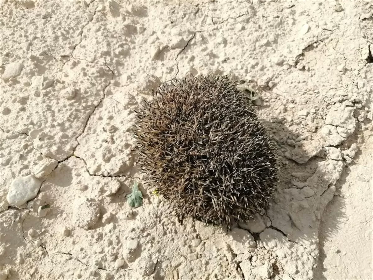 Şanlıurfa'da bitkin halde bulunan “uzun kulaklı çöl kirpisi” tedavi sonrası doğaya bırakıldı