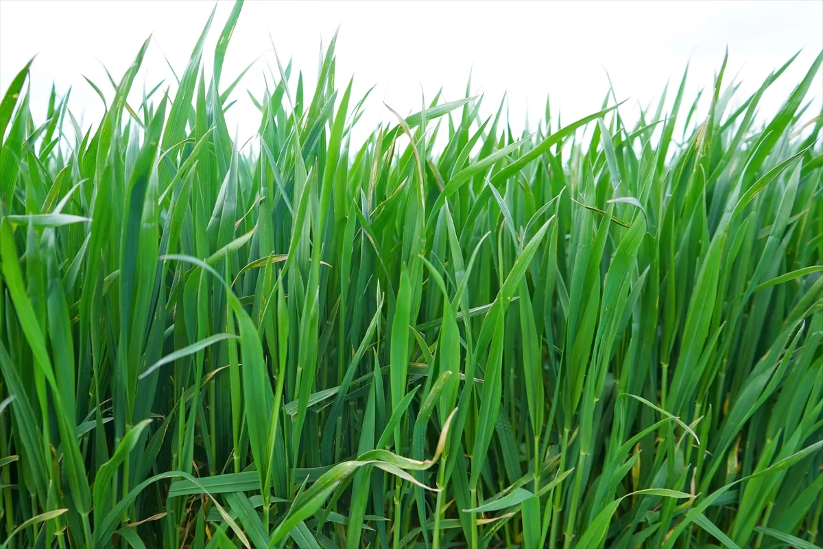 Trakya'da son yağışlar gelişim kaybı yaşayan buğdaya “ilaç” oldu