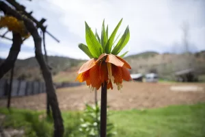 TUNCELİ (AA) – Tunceli'nin Ovacık, Çemişgezek ve Pülümür ilçelerinde, ilkbaharın