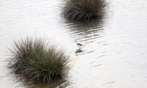 YALOVA (AA) – Cumhurbaşkanı kararıyla "kesin korunacak hassas alan" ilan