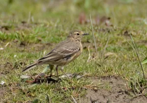 YALOVA (AA) – Cumhurbaşkanı kararı ile "kesin korunacak hassas alan"