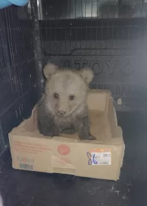 GÜMÜŞHANE (AA) – Gümüşhaneli Okan Berker, yol kenarında bularak evine