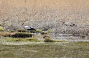 ​​​​​​​HAKKARİ (AA) – SAYİM HARMANCI – Bölgenin önemli doğal zenginliklerinden
