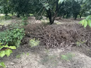 ADANA (AA) – Adana'nın merkez Yüreğir ilçesinde bir kişi, hurma