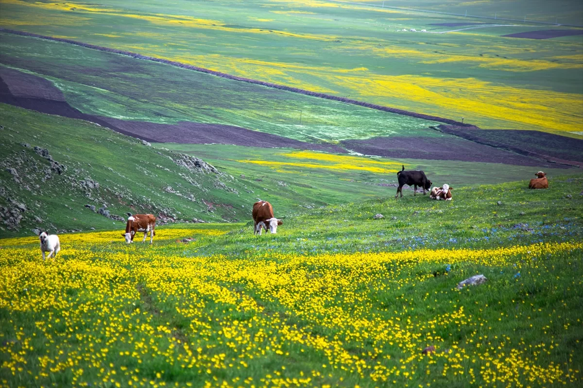 Ardahan'daki Şerefin Dağı ve Üç Tepeler canlanan doğasıyla dağcıların rotasında