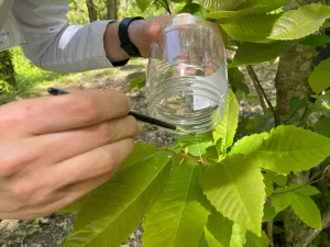 BARTIN (AA) – Bartın'da kestane rekoltesini düşüren gal arısıyla mücadele