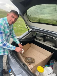 BİNGÖL (AA) – Bingöl'de aracın üzerinden geçmesi sonucu kabuğu kırılan