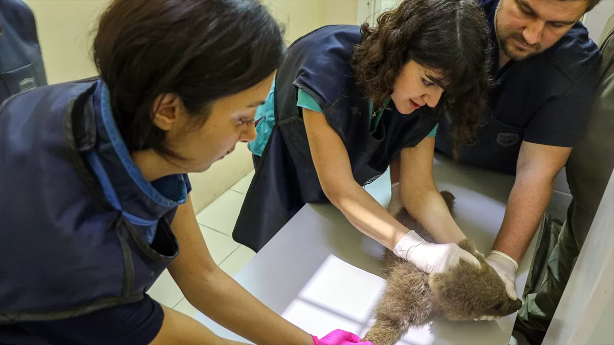 Bursa'da yaralı bulunan ayı yavrusu “Mayıs” ayağından ameliyat edildi