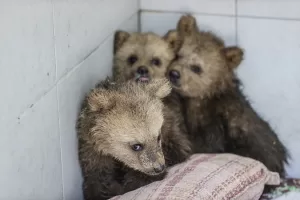 BURSA (AA) – Bursa'nın Karacabey ilçesindeki Ovakorusu Celal Acar Yaban