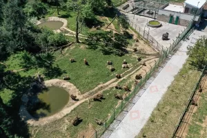 - Karacabey ilçesindeki tesiste bakılan 71 ayıya, protein bakımından yüksek