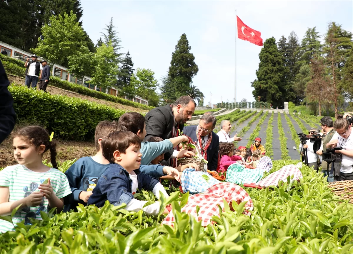 ÇAYKUR 28 Mayıs'ta yaş çay alımı yapmayacak