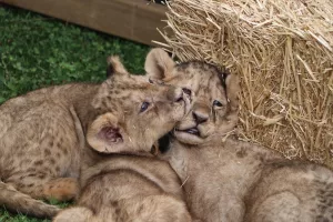 - 1,5 aylık yavru aslanların isimleri, sosyal medya üzerinden yapılacak