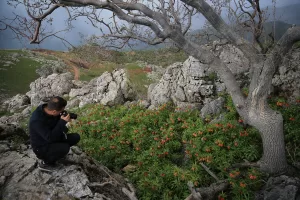DİYARBAKIR (AA) – Diyarbakır'ın Kulp ilçesinde bazı bölgelerde doğal olarak