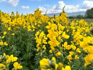 AFYONKARAHİSAR (AA) – Sadece Afyonkarahisar'ın Bolvadin, Çay ile Sultandağı ilçeleri