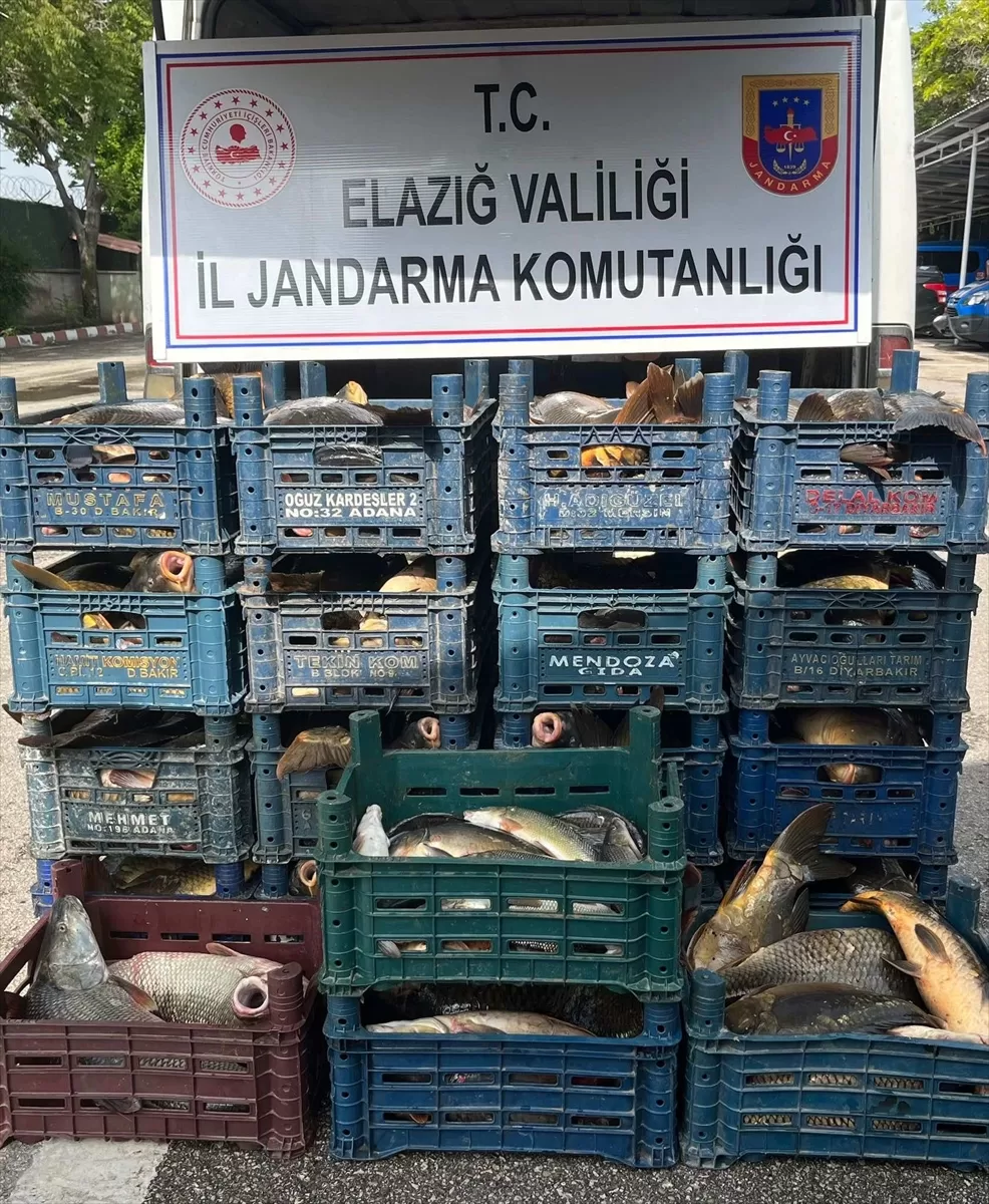 Elazığ'da kaçak avlanan 1 ton 400 kilogram balık ele geçirildi