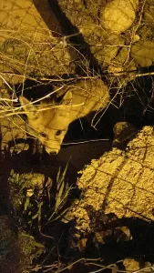 ERZURUM (AA) – Erzurum'da veteriner hekimler, yol kenarındaki fidanlık arazide