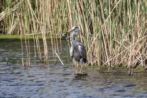 IĞDIR (AA) – Iğdır'da, gri balıkçıl kuşunun avladığı kurbağayı yiyerek