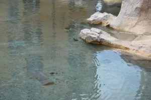 ROMA (AA) – İklim aktivistleri, İtalya'nın başkenti Roma'daki dünyaca ünlü