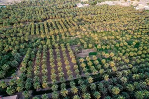 BAĞDAT (AA) – HAYDAR KARAALP – Irak'ta ihracatı yapılan ve