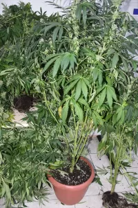 İZMİR (AA) – İzmir'in Kemalpaşa ilçesinde konteynere kurdukları düzenekle uyuşturucu