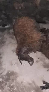 KARS (AA) – Kars'ın Susuz ilçesinde yıldırım isabet etmesi sonucu