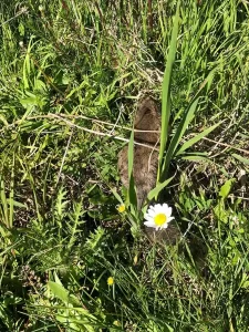KASTAMONU (AA) – Kastamonu'da yaralı bulunan yediuyur (glis glis) tedavisinin
