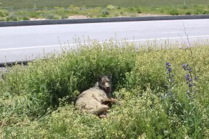 KONYA (AA) – Konya'nın Yunak ilçesinde bir aracın çarpması sonucu