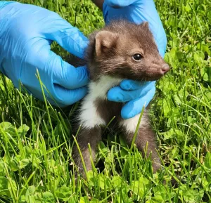 KÜTAHYA (AA) – Kütahya’da yaralı bulunan sansar yavrusunun tedavisine başlandı.