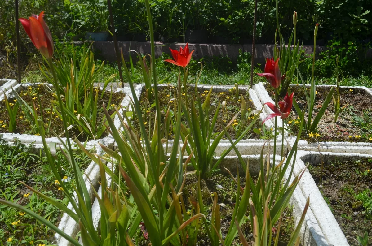 Merzifon'un endemik bitki türü “yitik lale” çiçek açtı