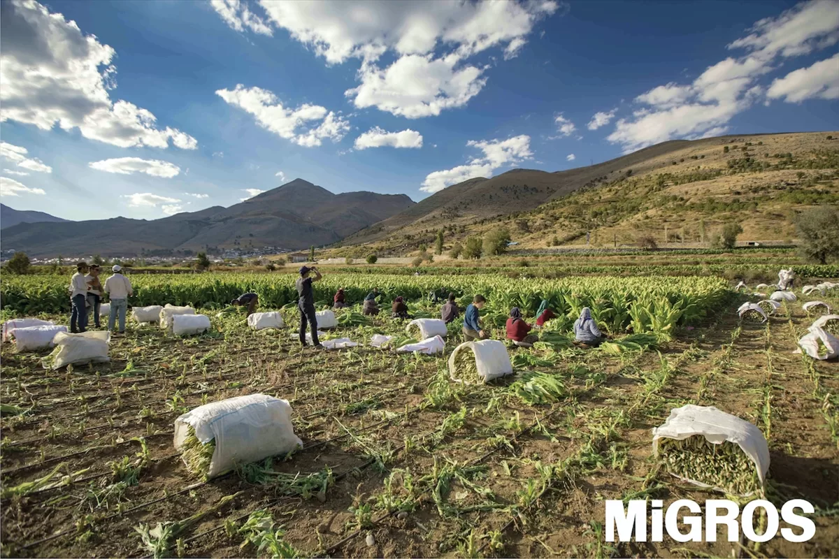 Migros deprem bölgesinden 300 ton ürün alacak