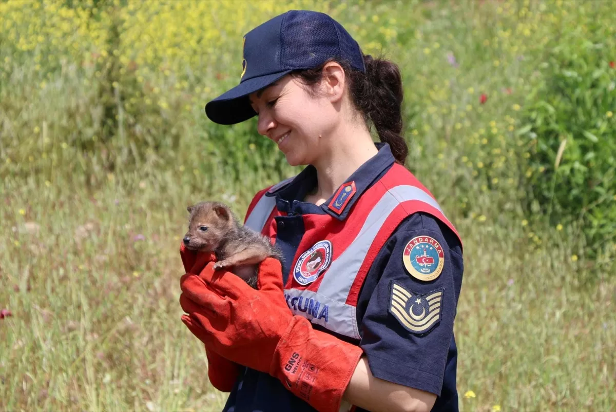 Muğla'da bitkin halde bulunan çakal yavrusu tedavi altına alındı