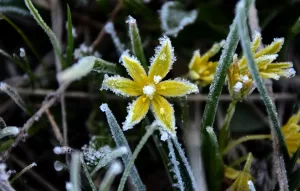 KARS (AA) – Kars'ın Sarıkamış ilçesinde baharda etkili olan soğuk