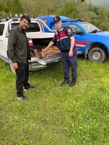 TOKAT (AA) – Tokat'ın Erbaa ilçesinde yaralı halde bulunan karaca