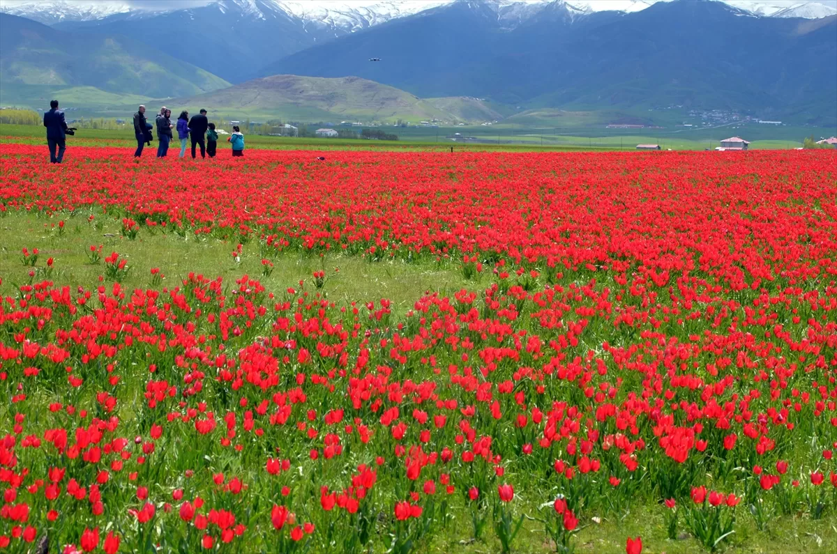 Trabzon'dan Muş'a gelen fotoğraf tutkunları çiçek açan laleleri görüntüledi