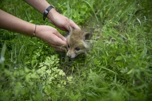 - Özel hazırlanan yuvasında günün belirli saatlerinde sütle beslenen tilki
