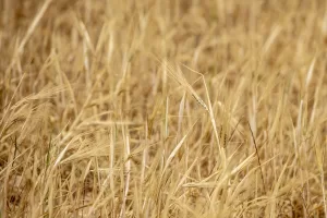 TUNUS (AA) – MEHMET AKİF TURAN – Son yılların en