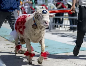 ANKARA (AA) – Ankara'nın Gölbaşı ilçesinde yapılan "3. Geleneksel Kurban