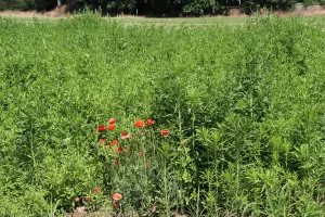 EDİRNE (AA) – Edirne kırmızısına rengini veren "rubia tinctorum" bitkisinin