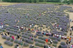 EDİRNE (AA) – Edirne'de 6. Lavanta Tarla Günleri çeşitli etkinliklerle