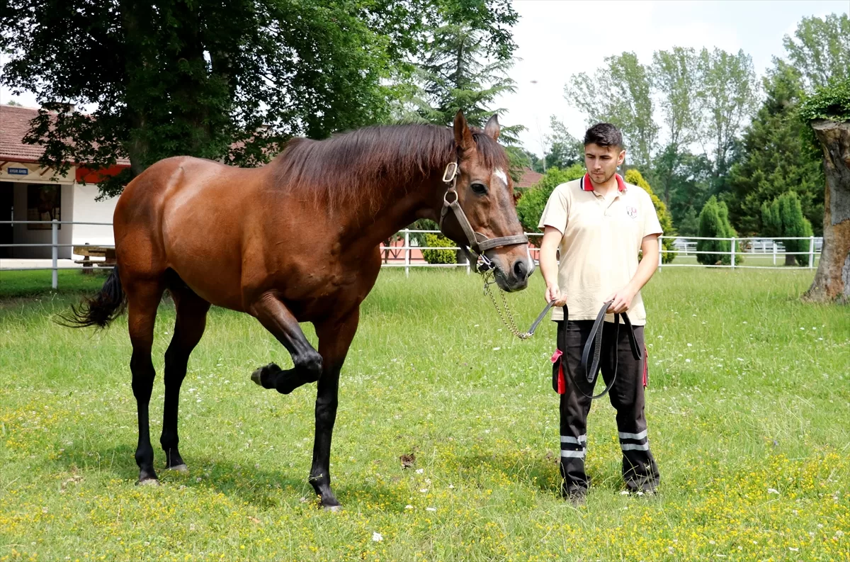Efsane aygır Victory Gallop, yarış atı yetiştiricilerinden yüksek talep görüyor