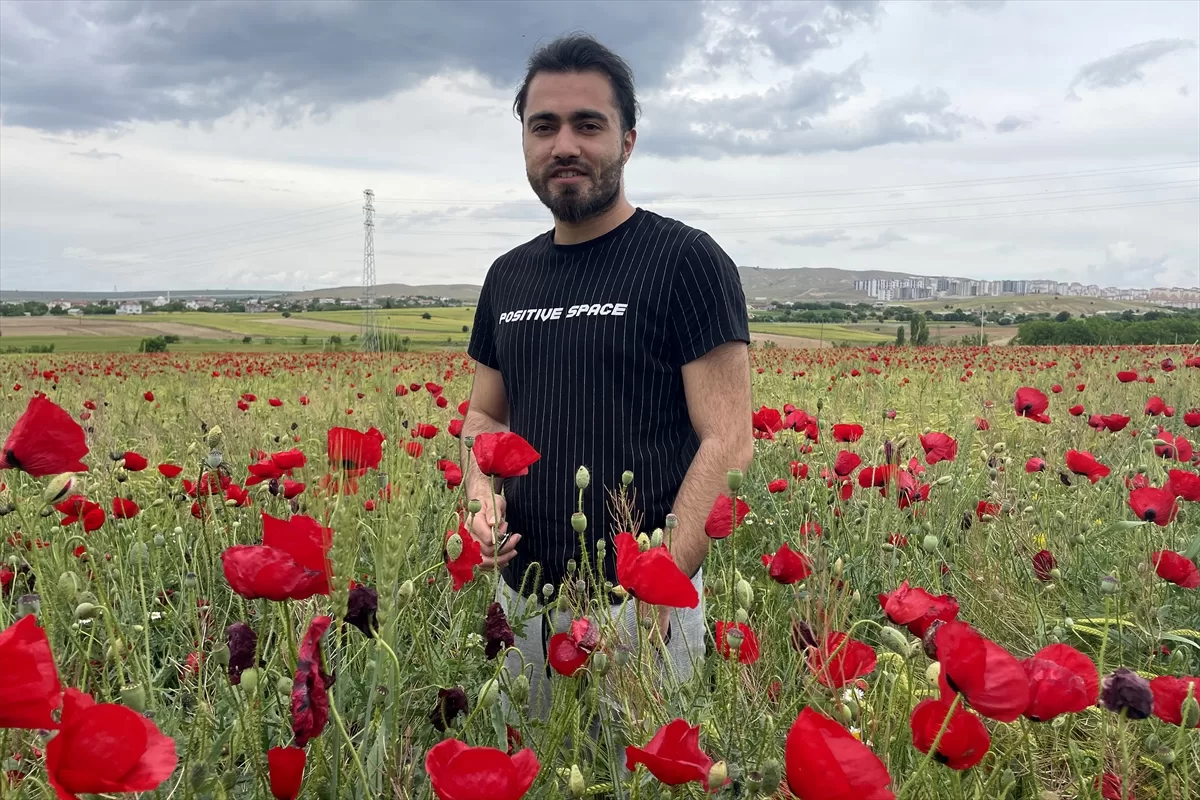 Elazığ'da doğaseverler kırmızıya bürünen gelincik tarlasını fotoğrafladı