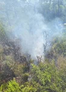 MUĞLA (AA) – Muğla'nın Fethiye ilçesinde yıldırım isabet eden ormanlık